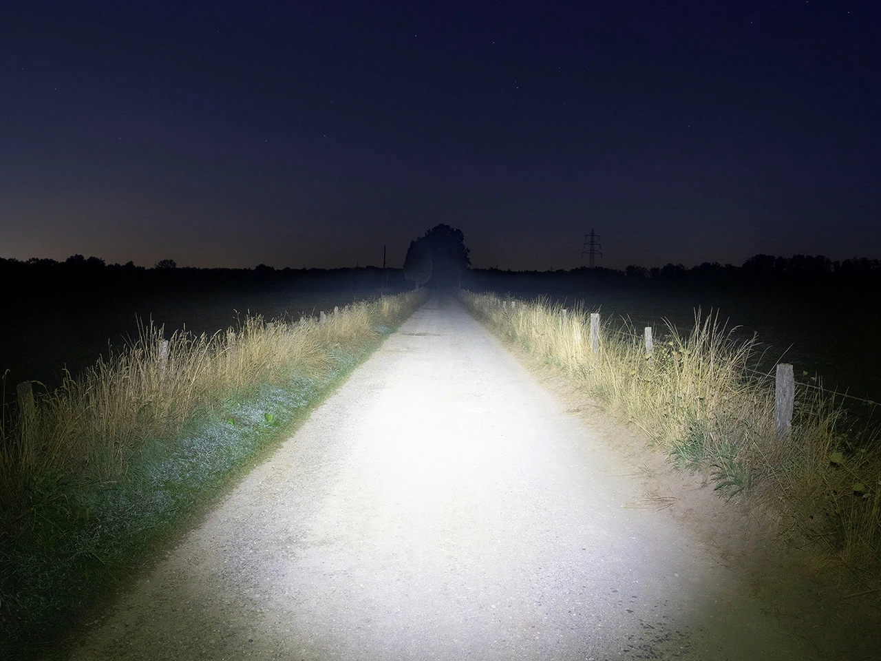 Lupine Blika Lampenkopf 10 Lupine Blika Lampenkopf – Bild 8